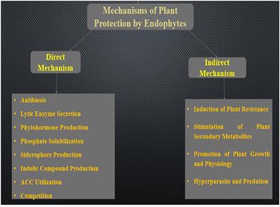 Elucidating Mechanisms of Endophytes Used in Plant Protection and Other Bioactivities With Multifunctional Prospects